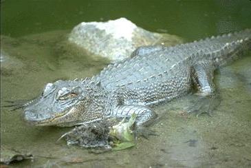 Crocodile